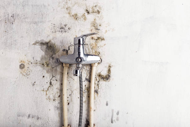 Best Office Mold Removal Services  in Haw River, NC