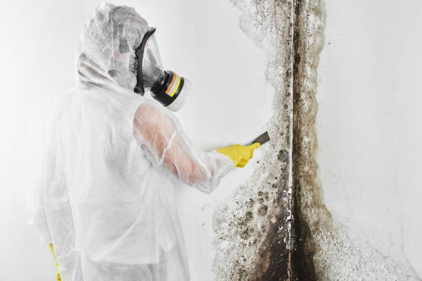 Best Commercial Mold Removal  in Haw River, NC