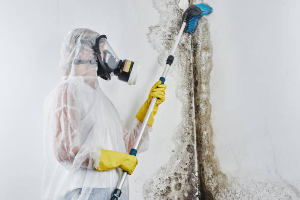 Best Mold Remediation  in Haw River, NC