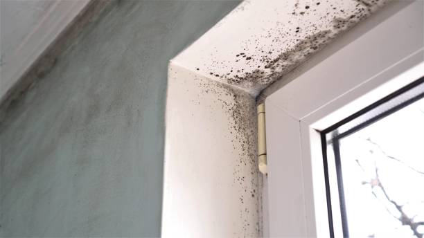 Best Professional Mold Removal  in Haw River, NC