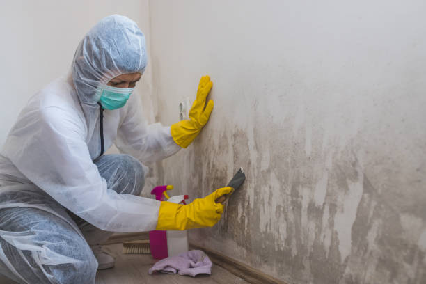 Best Fast Mold Removal  in Haw River, NC