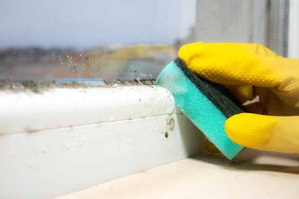 Reliable Haw River, NC Mold Removal Solutions