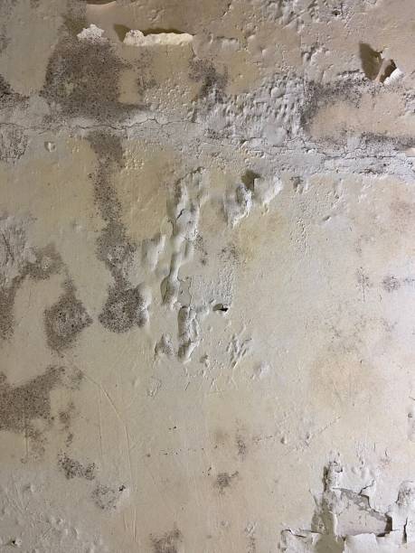 Best Same-Day Mold Removal  in Haw River, NC