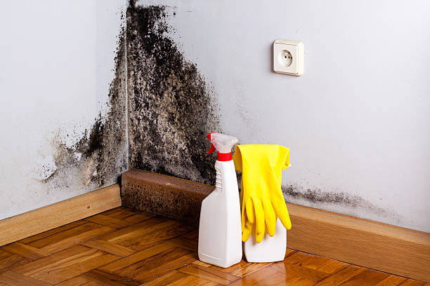 Best Mold Removal Company Near Me  in Haw River, NC