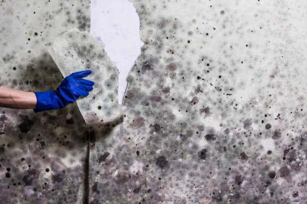 Best Professional Mold Removal  in Haw River, NC