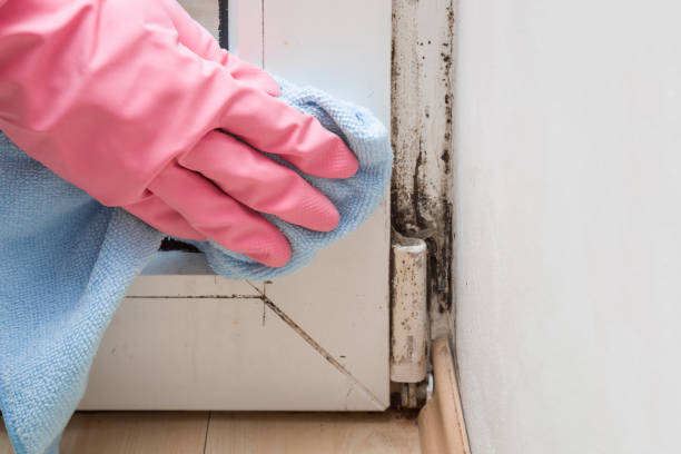 Best Affordable Mold Removal  in Haw River, NC